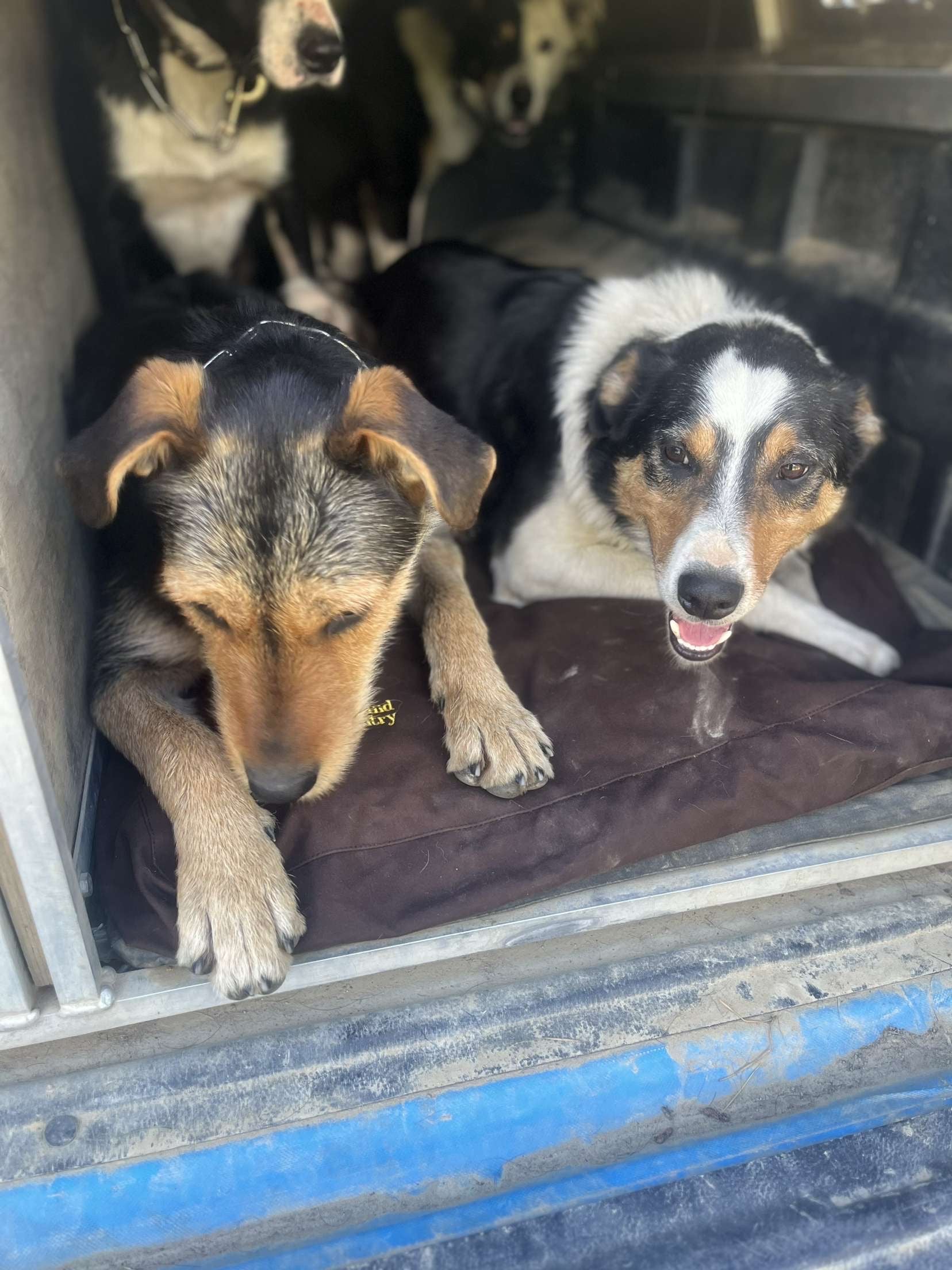 Ute Canvas Dog Beds