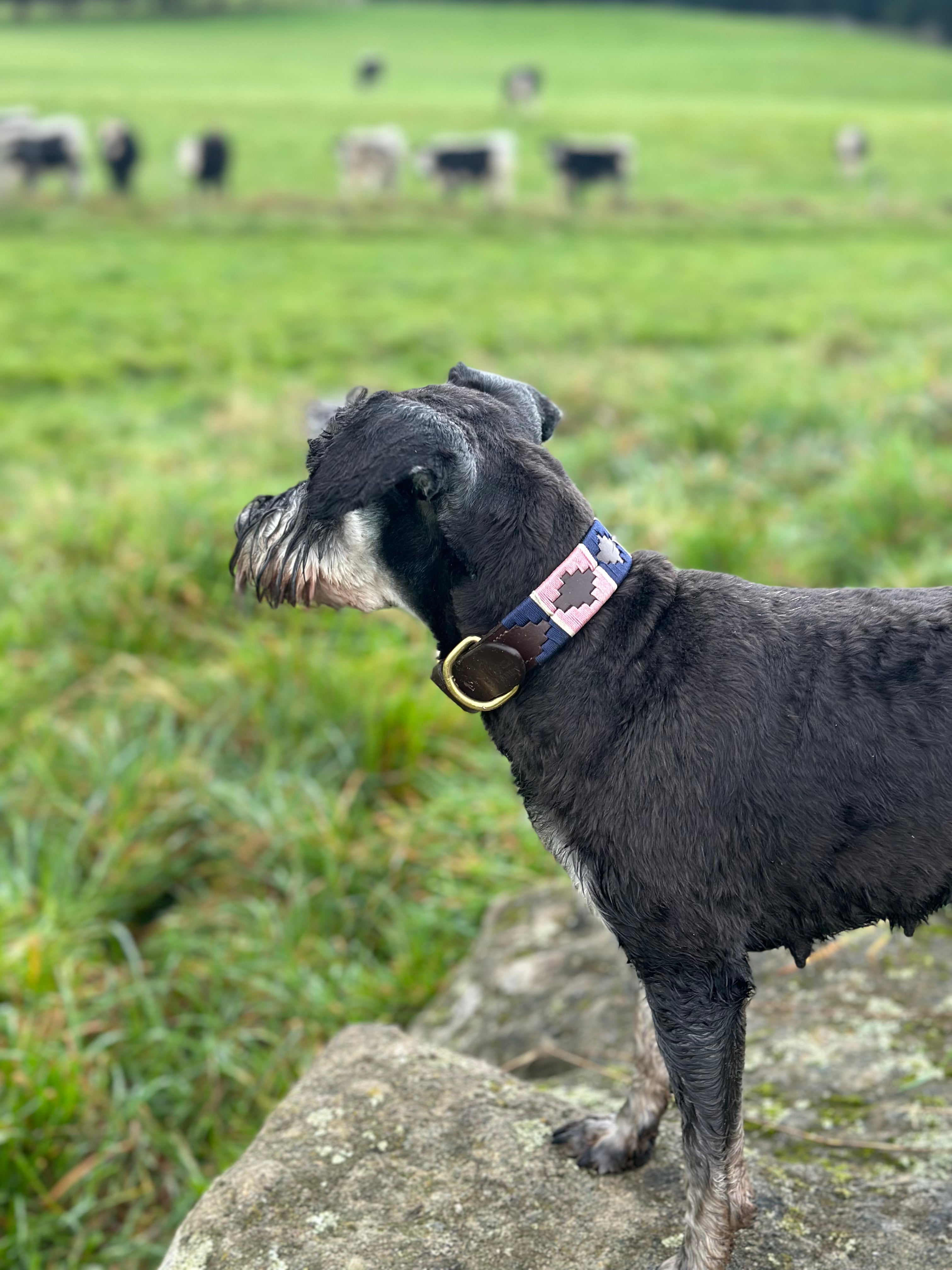 Polo Collars