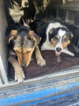 Ute Canvas Dog Beds