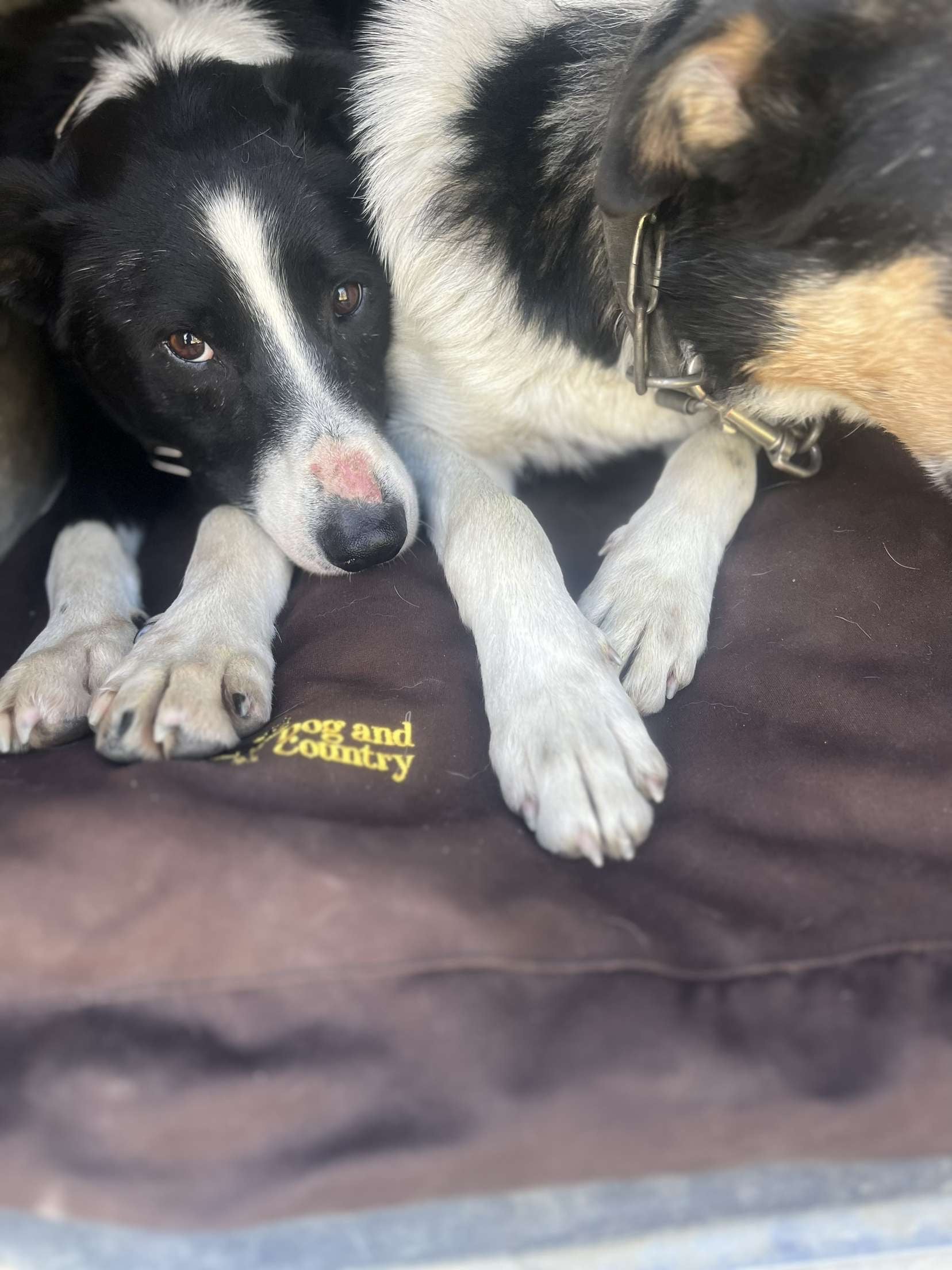 Ute Canvas Dog Beds