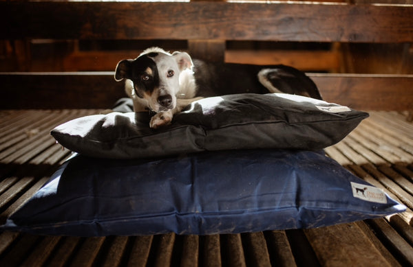 Ultra Tough outdoor dog beds