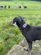 Polo Collars