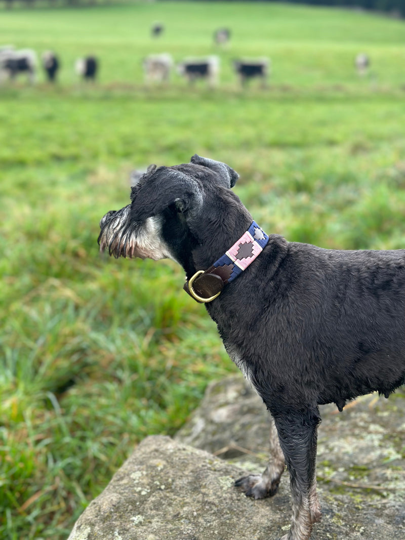 Polo Collars